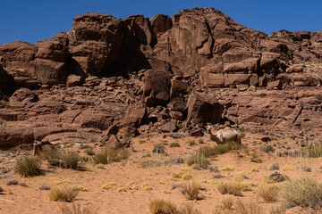 Wadi Rum