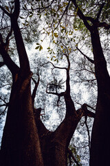 Linda arvore ao entardecer