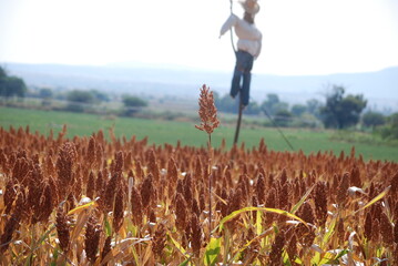 Agriculture scarecrow corn