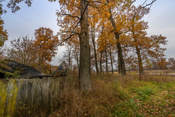 A forest with trees in autumn colors