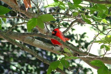 vivid red male cardinal perched in tree