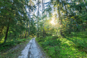 Fototapeta premium A forest path with a sun shining through the trees