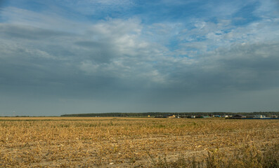 Obraz premium A field of corn is shown with a cloudy sky in the background