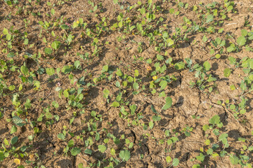 A field of plants with a dry, brown ground