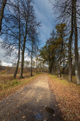 A road with trees on either side and a clear blue sky