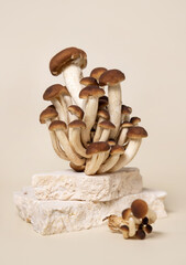 Fresh raw brown poplar mushrooms or velvet pioppini mushrooms on stone on beige close up