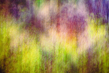 fotografia de arvore, chuva, abstrato em tarde de verão