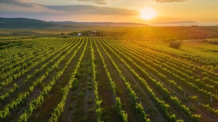 Croatian Sunset Splendor: Captivating Aerial View of a Vineyard Field in the Countryside