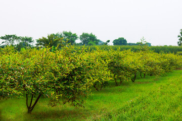 Fototapeta premium Ziziphus mauritiana fruit garden in bangladesh