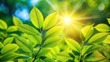 Fresh green leaves under the morning sun