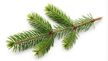 Asymmetrical spruce branch isolated on white background