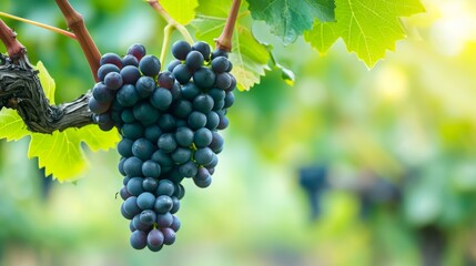 Kyoho Grapes: A Beautiful Bounty of Black Wine Grapes Amidst a Lush Vineyard Garden