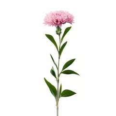 pink flower isolated