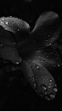 Rain drop on petal