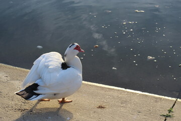 pato blanco 