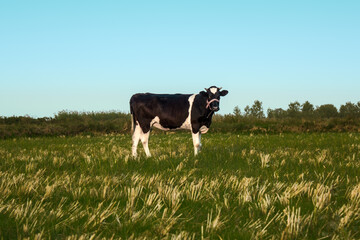 Dairy Cow Grazing in a Green Pasture &ndash; Perfect for Dairy Products and Farming Themes