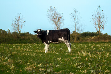 Dairy Cow Grazing in Green Field &ndash; Ideal for Organic Farming and Dairy Product Concepts