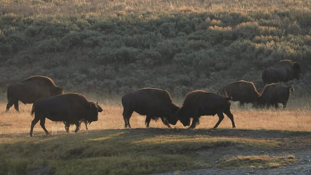 Bison head butting and pushing each other around in Yellowstone.