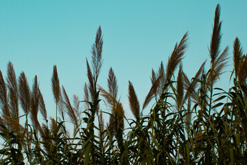 Elegant Pampas Grass Silhouetted Against a Clear Sky - Lush Ornamental Landscape