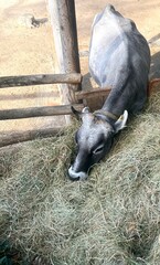 Krowa przy paśniku w szopie. Ogród zoologiczny.  © Micha