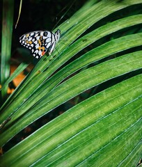 Biały motyl na zielonym liściu w zoo. Wiedeń Schönbrunn © Micha