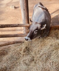 Brązowa krowa przy paśniku. Ogród zoologiczny Wiedeń Schönbrunn © Micha