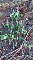 Snowdrops are breaking through the spring ground