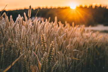 wheat field at sunset  © Eric