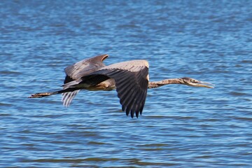 great blue heron slash pterodactyl © Randy West