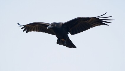 Fototapeta premium Flying black raven with regal grace