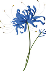 A light blue flower on a white background is an isolated Closeup. big shaggy flower. for design. Dahlia., Chrysanthemum flower