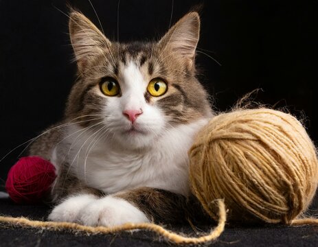 Retrato de un gato atigrado tumbado junto a un ovillo de lana y mirando a camara