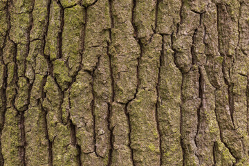 Detail of the wrinkled bark of a tree in the forest