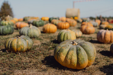 pumpkins on the ground