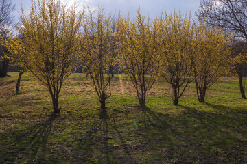 Beautiful flat landscape near the village of Mikulcice, Czech Republic