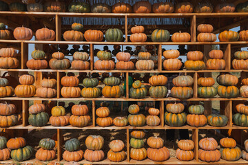 pumpkins for sale at the market