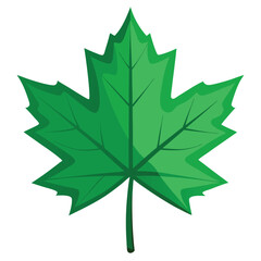 Fototapeta premium maple leaf isolated on white