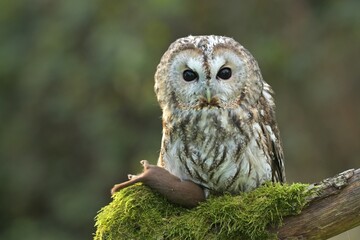 Tawny owl Strix aluco bird young northern long-eared owl feather dusty fluff wild nature lesser horned cat, beautiful animal, lovely animal, bird watching ornithology, fauna wildlife sweet Europe