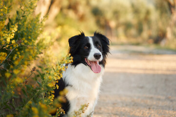A Border Collie sits partially hidden in the bushes along a sunlit path.
