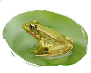 Frog painting