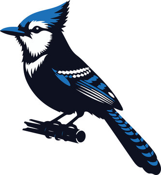 recommend clip art: Beautiful Blue Jay Bird vector silhouette