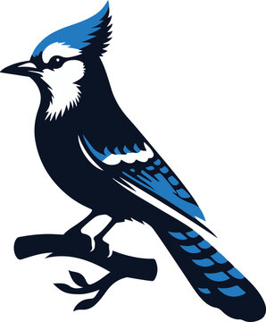 recommend clip art: Beautiful Blue Jay Bird vector silhouette