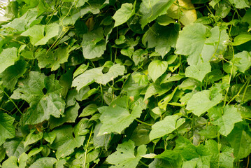 Lush green zucchini leaves, Lush green vine tendrils and leaves climbing, Lush Green Vine Leaves.