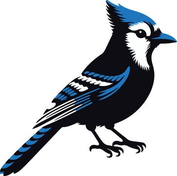 recommend clip art: Beautiful Blue Jay Bird vector silhouette