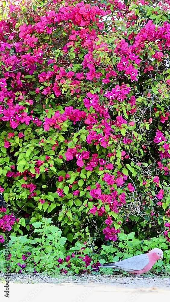 Wall mural Vertical shot of Pink and Grey Galah walking in front of a bougainvillea plant shrub