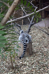 lemur © Татьяна Доценко