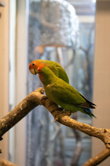 parrot on a branch