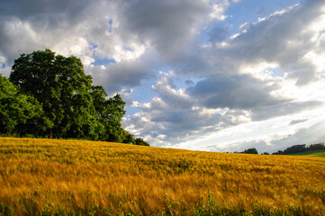 A field of ripe grain and green trees.