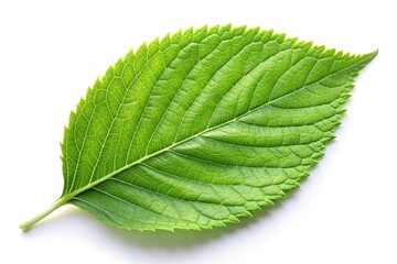 Fototapeta premium Green leaf on white background