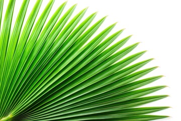 Obraz premium Long shot green palm leaf against bright white background
